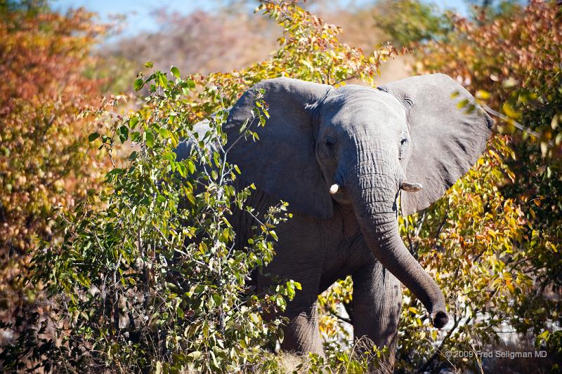 20090610_140551 D3 X1.jpg - Etosha National Park